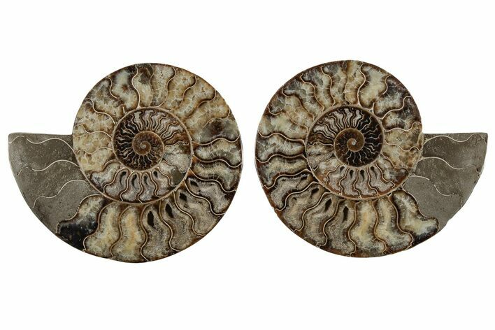 Cut & Polished, Agatized Ammonite Fossil - Madagascar #213008